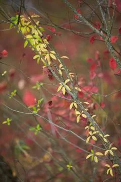 Creative autumn background of pine sapling leaves Stock Photos
