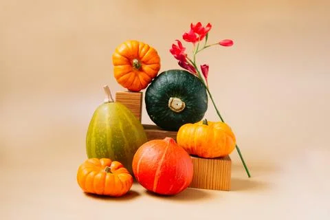 Creative autumn composition with orange and green decorative pumpkins and flower Stock Photos