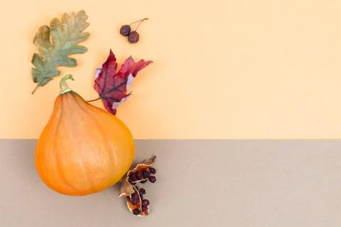 Creative autumn composition. Pumpkin and dried leaves on a two-colour backgro Stock Photos
