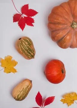 Creative autumn composition with pumpkins and yellow leaves Stock Photos