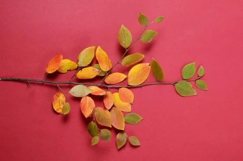 Creative Autumn composition. Tree branch and yellow leaves on a red background. Stock Photos
