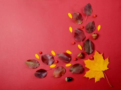Creative Autumn composition. Tree branch and yellow leaves on a red background. Stock Photos