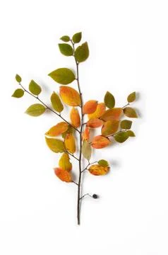 Creative Autumn composition. Tree branch and yellow leaves on a white background Stock Photos