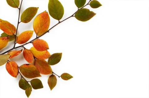 Creative Autumn composition. Tree branch and yellow leaves on a white background Stock Photos