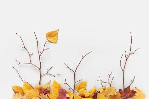 Creative autumn concept. Tree branches and fallen colorful autumn leaves on g Stock Photos