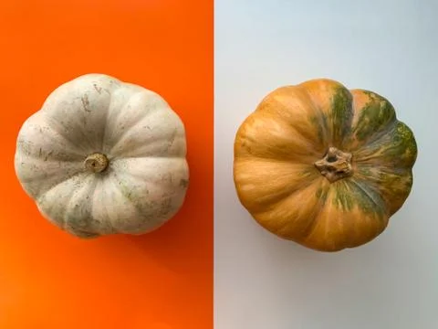 Creative autumn layout with pumpkins on white and orange background Stock Photos