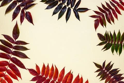 Creative autumn leaves background Stock Photos