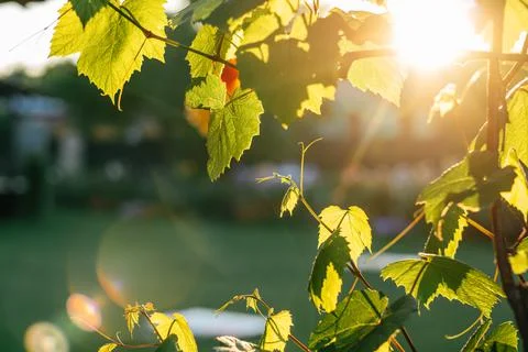 Creative background of blurred vine branches, with sunbeams and lens flares Stock Photos