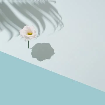 Creative background made with flower over blue background. Stock Photos