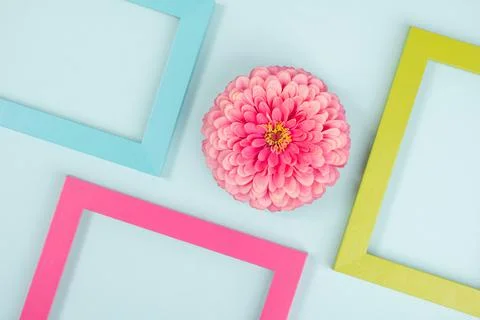 Creative background made of one flower and bright colored frames. Flat lay To Stock Photos