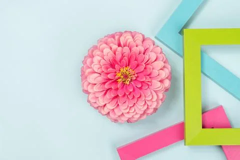 Creative background made of one flower and bright colored frames. Flat lay To Stock Photos