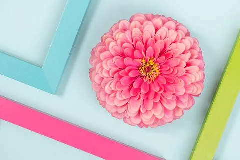 Creative background made of one flower and bright colored frames. Flat lay To Stock Photos