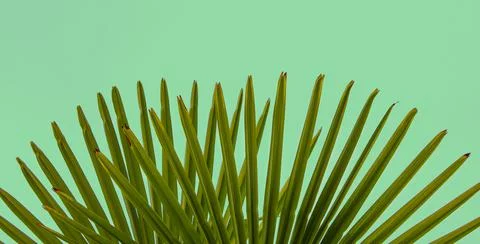 Creative background made of tropical leaves on green background. Minimal summer Stock Photos