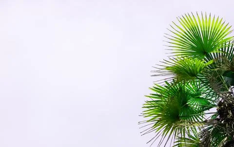 Creative background made of tropical leaves on green background. Minimal summer Stock Photos