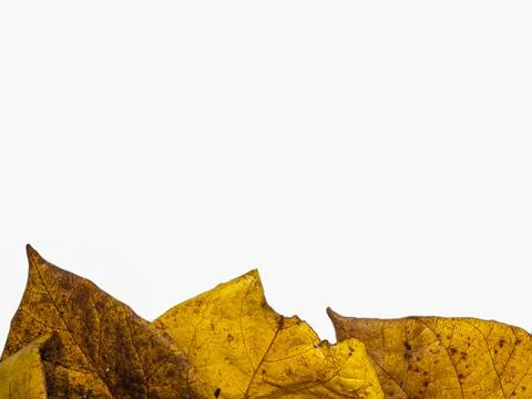 Creative background of a pile of autumn yellow leaves Stock Photos