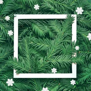 Creative background of pine branch with white paper frame. New Year and Merry Stock Photos