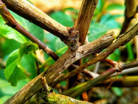 Creative background of wooden branches Stock Photos