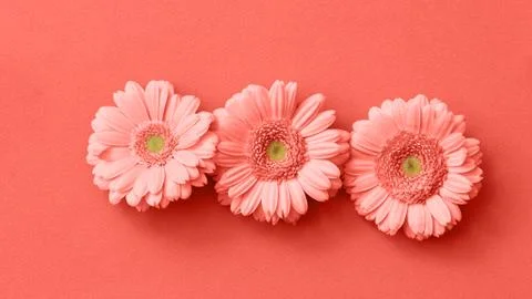 Creative beautiful gerbera flower pattern isolated in a trend color of the year Stock Photos