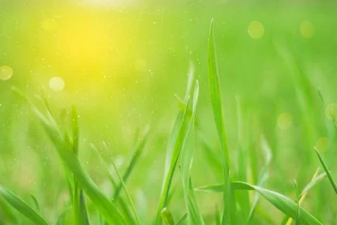 Creative bokeh background image of blurry green blades of grass in sunlight.  Foto stock