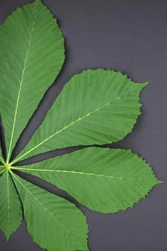 Creative botanical flat lay top view pattern with fresh bright green chestnut Stock Photos