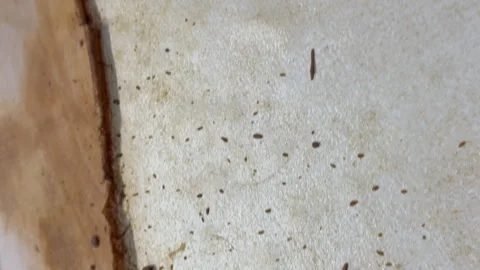 A creative botanical project featuring pressed and dried flowers, handmade paper Stock Footage 314794635