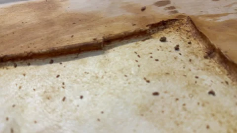 A creative botanical project featuring pressed and dried flowers, handmade paper Stock Footage 314794752