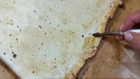 A creative botanical project featuring pressed and dried flowers, handmade paper Stock Footage 314794823