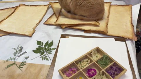 A creative botanical project featuring pressed and dried flowers, handmade paper Stock Footage 314795457