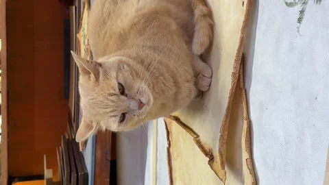 A creative botanical project featuring pressed and dried flowers, handmade paper Stock Footage 314795544