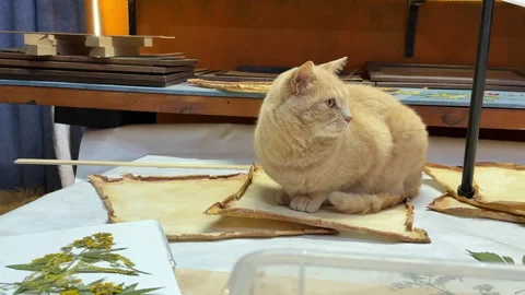 A creative botanical project featuring pressed and dried flowers, handmade paper Stock Footage 314795578