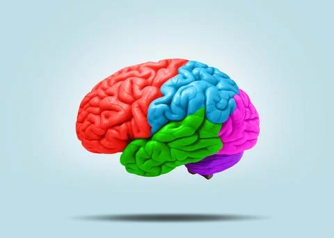 Creative brain with colored lobes on a blue background. Creative idea. Thin.. 库存照片
