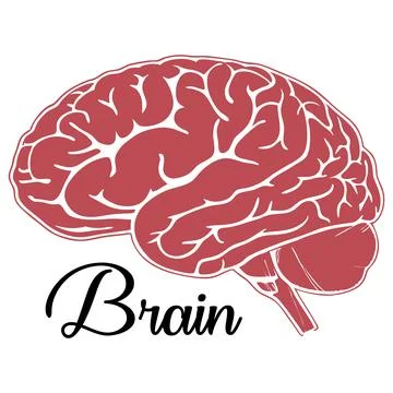 Creative brain illustration concept art for medical and educational use Stock Illustration