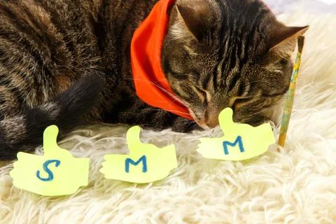 Creative cat is sleeping with SMM labels Stock Photos