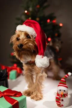 Creative Christmas Postcard Invitation Featuring a Festive Dog in a Holiday Stock Photos