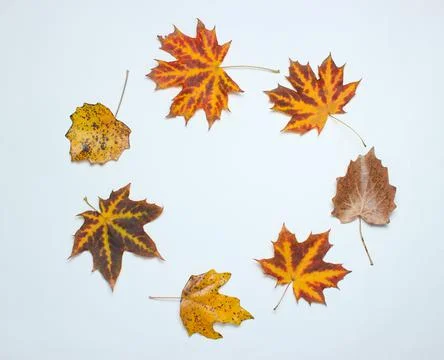 Creative circle of fallen autumn leaves on a white background. Top view, mini Foto stock