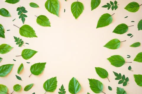 Creative circle shaped frame from green leaves, copy space,layout, flat lay, for Stock Photos