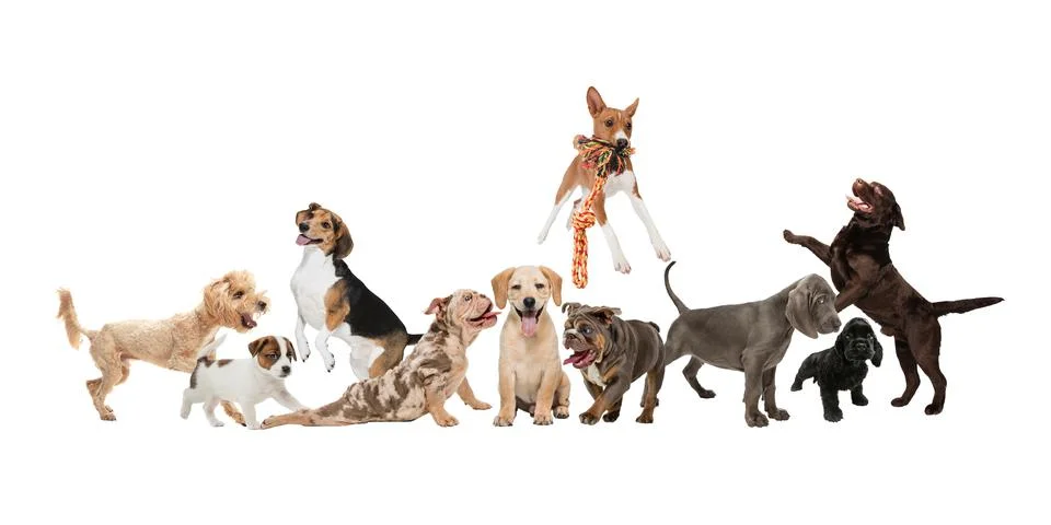 Creative collage of different breeds of dogs isolated over white background. Stock Photos