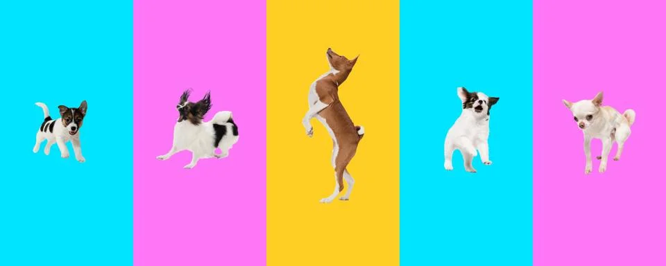 Creative collage of five different breeds of dogs. Flyer for ad. Stock Photos