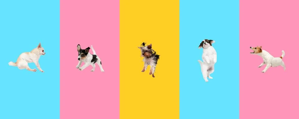 Creative collage of five different breeds of dogs. Flyer for ad. Stock Photos