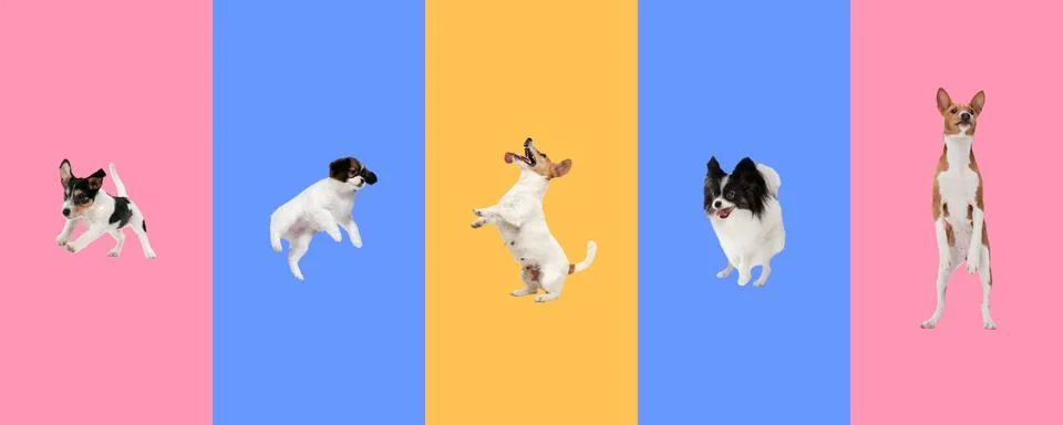 Creative collage of five different breeds of dogs. Flyer for ad. Stock Photos
