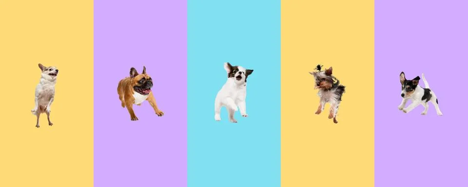 Creative collage of five different breeds of dogs. Flyer for ad. Stock Photos