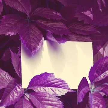 Creative colored purple leaves layout. Supernatural concept. Flat lay Stock Photos