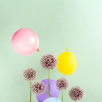 Creative composition with allium flowers and party balloons on green backgrou Stock Photos