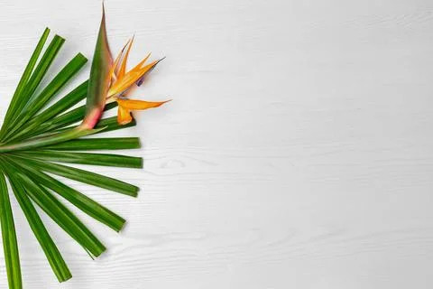 Creative composition with bird of paradise flower and tropical leaf on white  Stock Photos