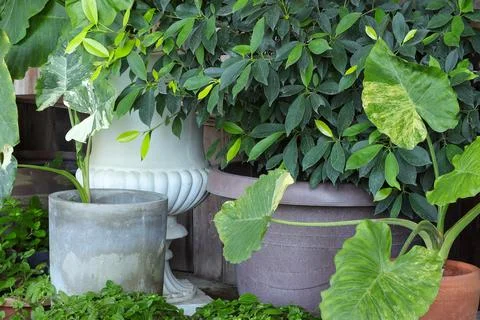 Creative composition of cozy garden interior with plants in different pots.  Stock Photos