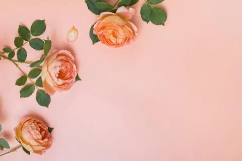 Creative composition with fresh orange color tea roses and place for text Stock Photos
