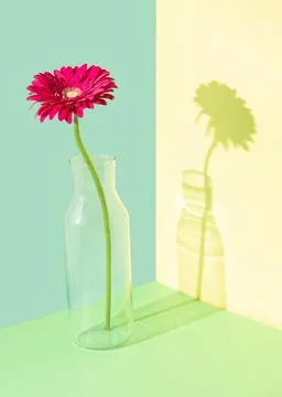 Creative composition with a gerbera flower in a glass vase against multicolor 스톡 사진