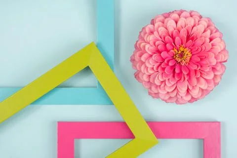 Creative composition made of one flower and bright colored frames. Flat lay T Stock Photos