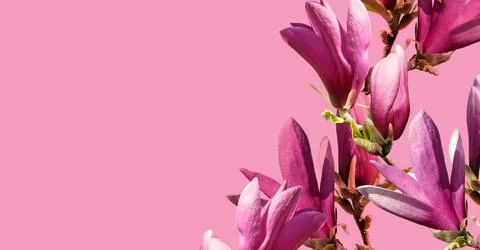 Creative composition with magnolia flower on a light pink background Stock Photos