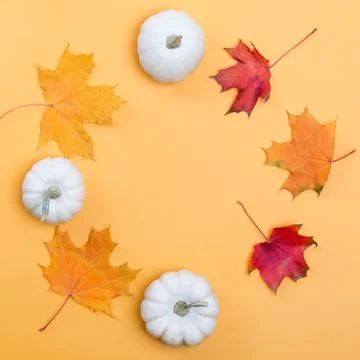 Creative composition with maple leaves and white decorative pumpkins. Stock Photos